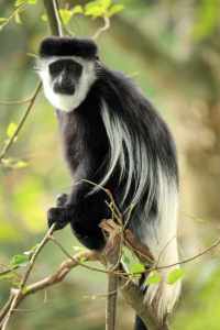 Tanzania’s Top 5 National Parks 5 black and white colobus uganda africa 8YWN7DZ 2