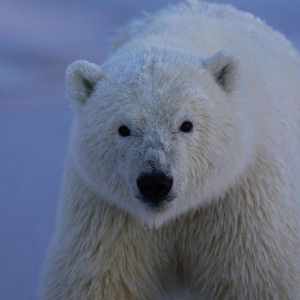 Luxury Travel Magazine: Our Polar Bear Adventure Tour 4 Polar bear covered in snow, staring at the camera