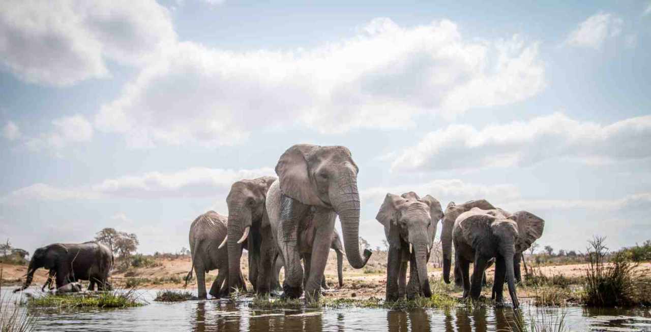 Our Animal Welfare Policy 4 Herd of elephants drinking in Tarangire National Park