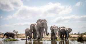 Tanzania’s Top 5 National Parks 6 Herd of elephants drinking in Tarangire National Park