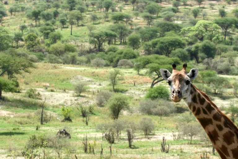 Tanzania’s Top 5 National Parks 34 Giraffe looking out over the Serengeti in Tanzania's Top 5 National Parks