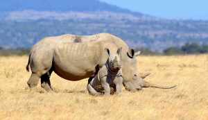 Tanzania’s Top 5 National Parks 7 Rhino in Ngorongoro National Park