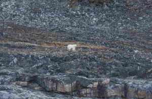 Luxury Travel Magazine: Our Polar Bear Adventure Tour 3 Solitary Polar Bear