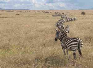 Tanzania’s Top 5 National Parks 3 Herd of Zebra in Serengeti National Park