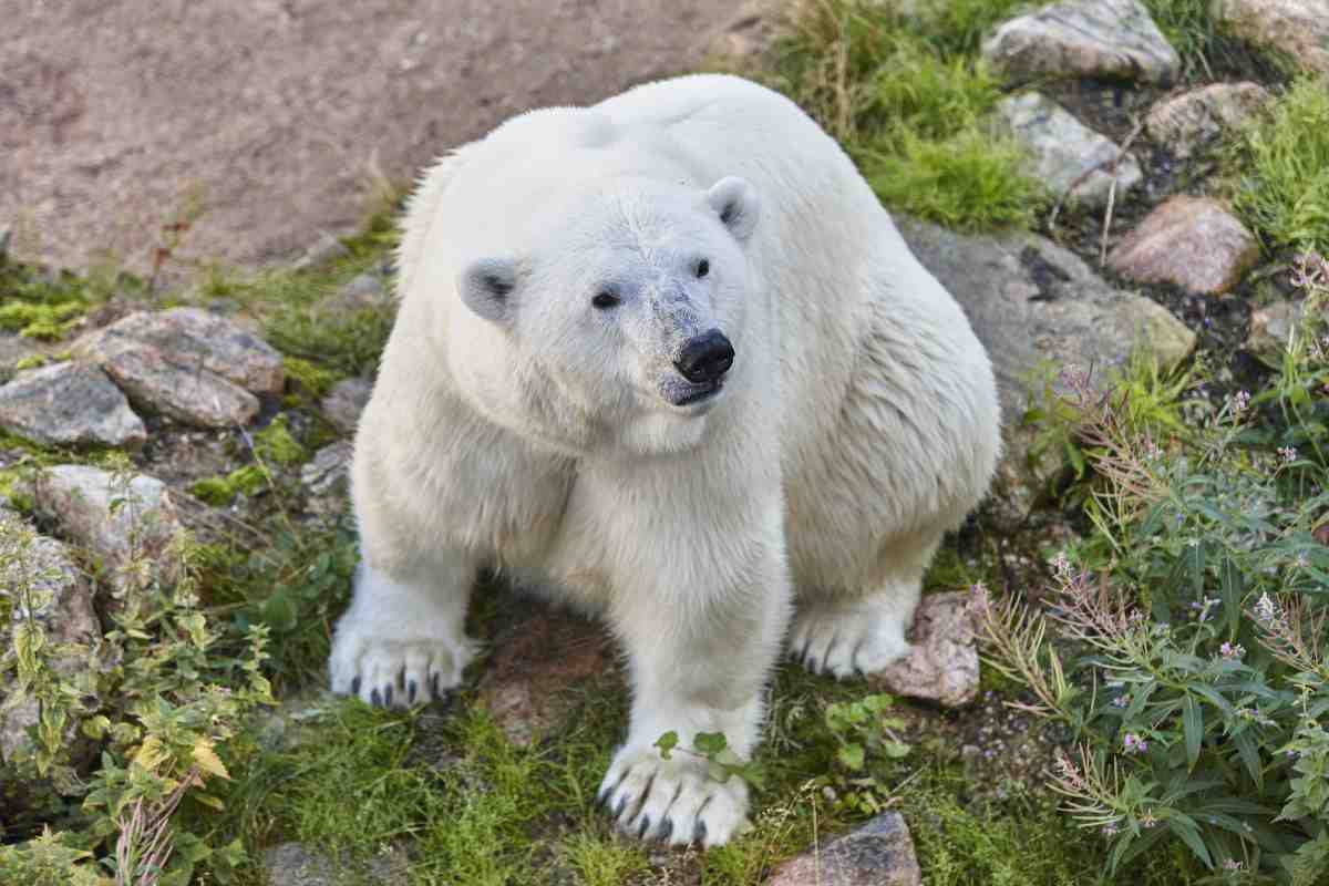 “The True Arctic: Exploring Northernmost Alaska” 3 polar bear in the wilderness wildlife animal 5KFVRYW 1