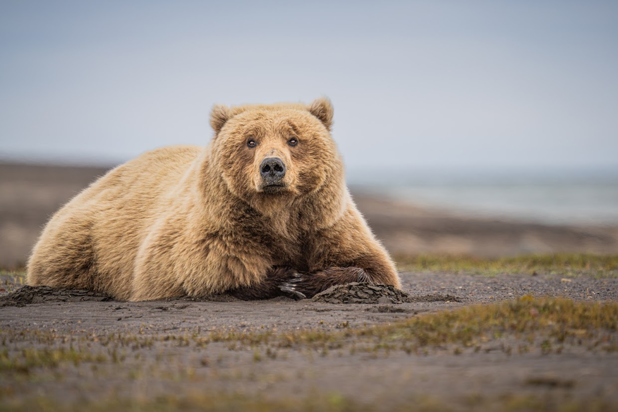 The Best Bear Viewing In Alaska: 4 Incredible Locations 2 Laying Bear
