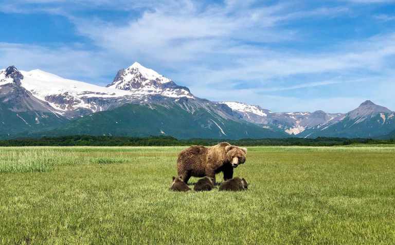 A Guide to the Fascinating Alaskan Brown Bear Life Cycle 12 mother of bears