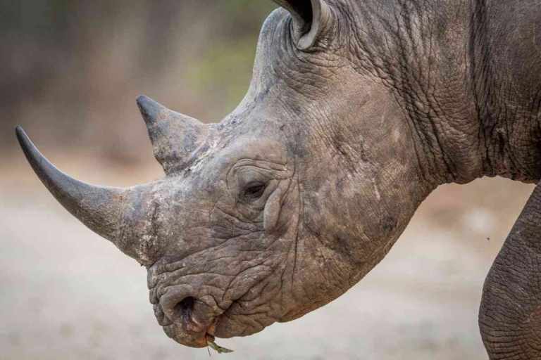 What are Black Rhinos? 30 Close up a black rhino