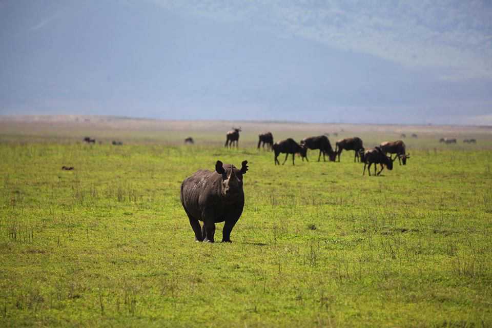 What are Black Rhinos? 4 Rhino in the Ngorongoro Crater