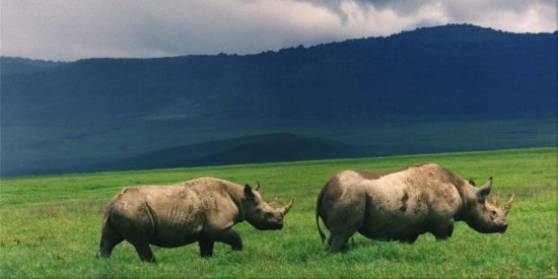 Discovering Africa's Big Five 5 Africa's big five the Rhino in the Ngorongoro Crater