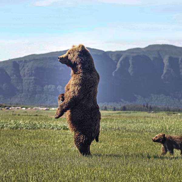 Alaska Coastal Adventures 3 Charted Flights Alaska Grizzlie Tour