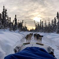 Our Northern Lights Adventure Tour! 4 Dog Sledding on the Northern Lights Adventure in Alaska