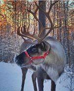 Our Northern Lights Adventure Tour! 6 Hiking with friendly reindeer through the boreal forest on the Northern Lights Adventure