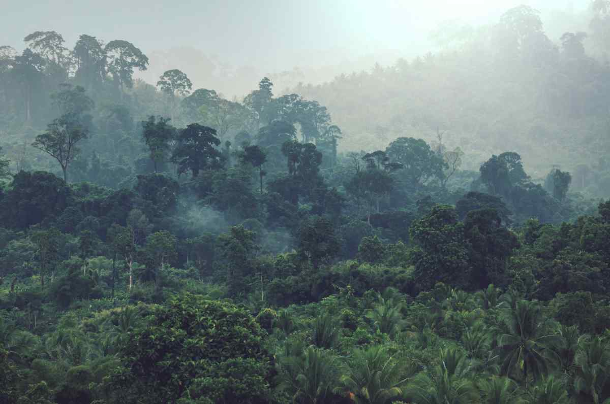 Gondwana Recognized as a Responsible Tour Operator in the Amazon 1 Photo of the Amazon Rainforest