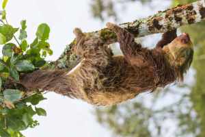 Gondwana Recognized as a Responsible Tour Operator in the Amazon 3 Picture of a sloth in the Amazon Rainforest