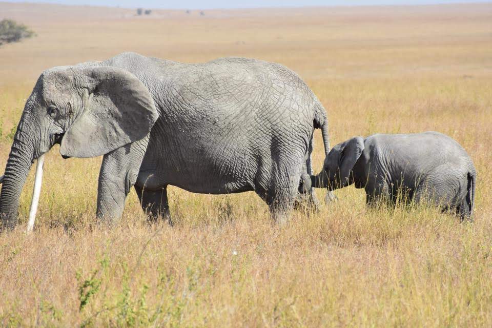 Tanzania - Great Migration Camping Safari 2 Elephants in the Serengeti on Gondwana Ecotour's Great Migration Camping Safari