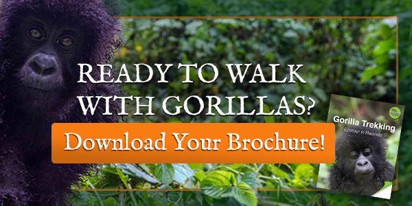 Gondwana Featured In Forbes 3 rwanda gorilla vacation