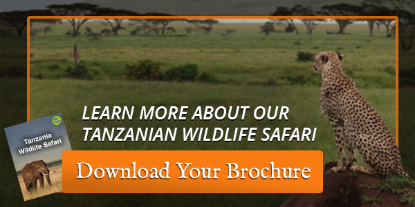 Where to see the Great Migration 6 safe safari in Tanzania