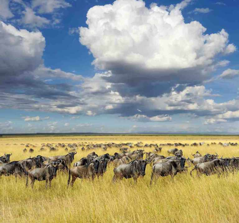 What's The Best Time of Year to Visit Tanzania? 23 Picture of wildebeest in Tanzania on Gondwana Ecotour's Great Migration Camping Safari.