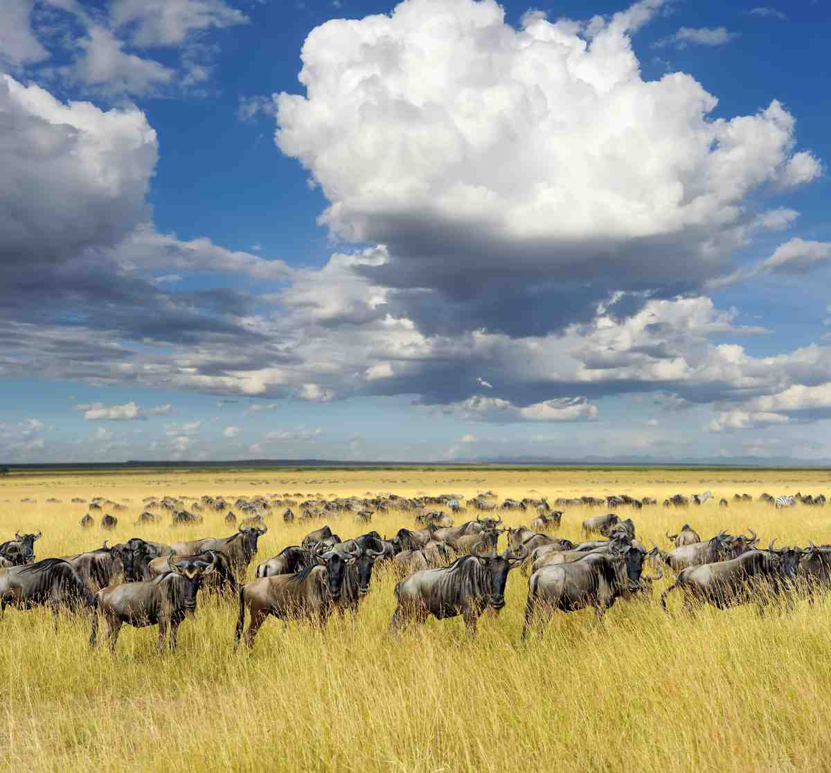 Tourism in the Serengeti: The Problems and Solutions 2 Picture of wildebeest in Tanzania on Gondwana Ecotour's Great Migration Camping Safari.