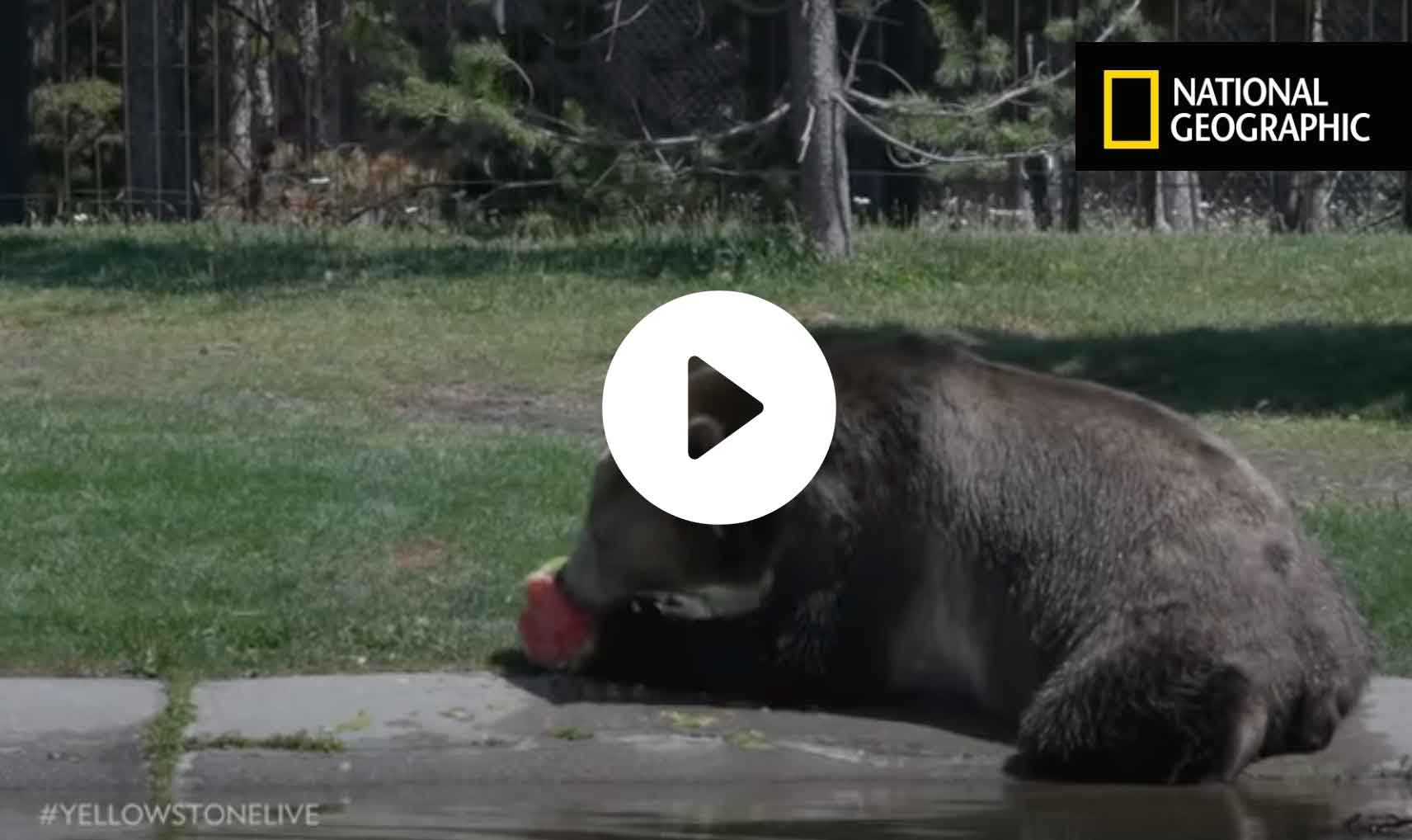 Brooks Falls Live Grizzly Bear Cam In Alaska - Katmai National Park 8 yellowstone live bear cam