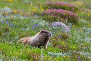 Alaska’s Exit Glacier 5 Photo of a marmot near Exit Glacier, Alaska.