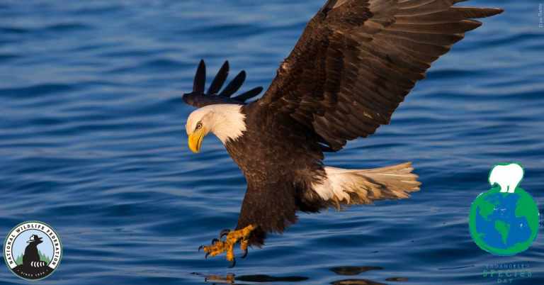 10 Ways to Celebrate Endangered Species Day 25 Photo of a bald eagle in flight to celebrate Endangered Species Day!