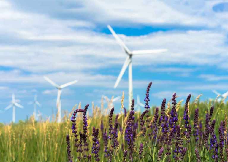 A Quick Guide to Carbon Offsetting 23 Photo of a field of flowers with wind turbines in the background for the article, "A Quick Guide to Carbon Offsets" from Gondwana Ecotours