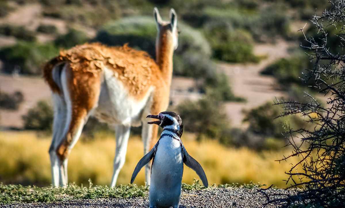 7 Reasons Argentina Is One of the Best Countries to Visit in South America 7 Magellanic penguin and guanaco in Punta Tombo Natural Reserve Argentina