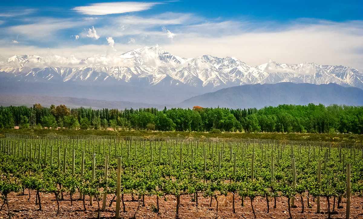 7 Reasons Argentina Is One of the Best Countries to Visit in South America 2 Vineyards near Mendoza in Argentina