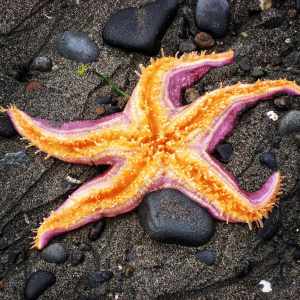 The "End of the Road," Your Homer, Alaska, Trip Guide 7 A picture of a starfish on the beach in Ninilchik, Alaska.