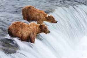 The "End of the Road," Your Homer, Alaska, Trip Guide 5 A picture of Grizzly Bears fishing for salmon in Brooks Falls, Alaska.