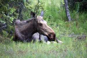 The "End of the Road," Your Homer, Alaska, Trip Guide 3 A picture of a moose in the boreal forest of Homer, Alaska.