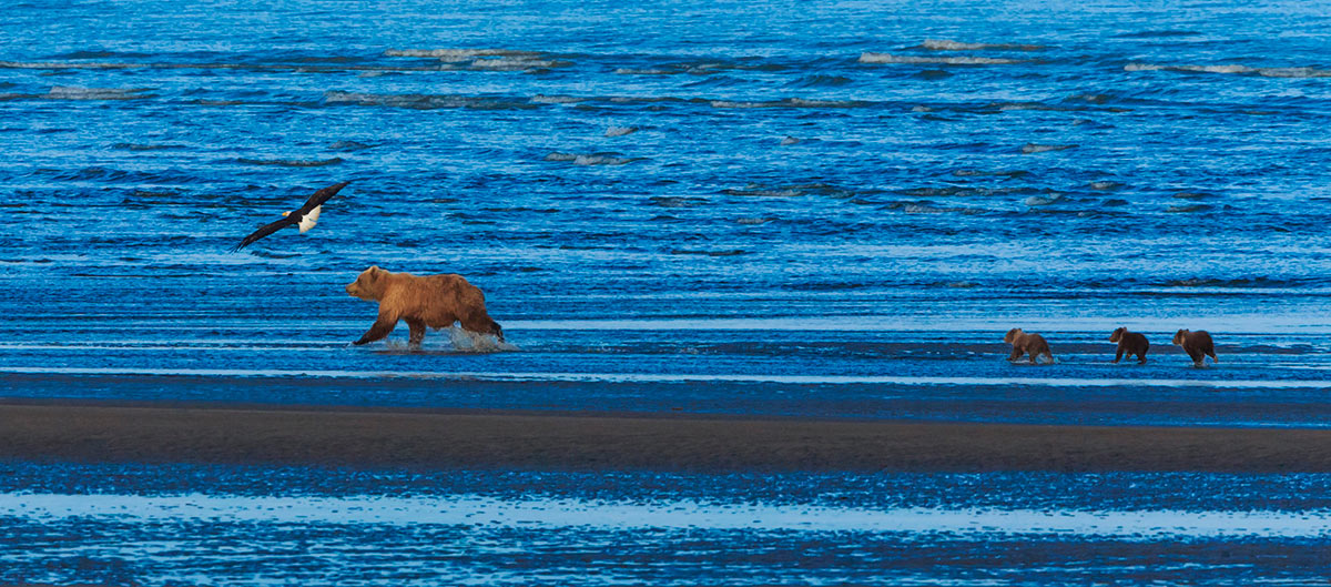 A Guide to the Fascinating Alaskan Brown Bear Life Cycle 3 The first stage of a Brown Bear life cycle is spending their first few years under the care of their mother. Brown Bear sow and cubs, Lake Clark National Park, Alaska