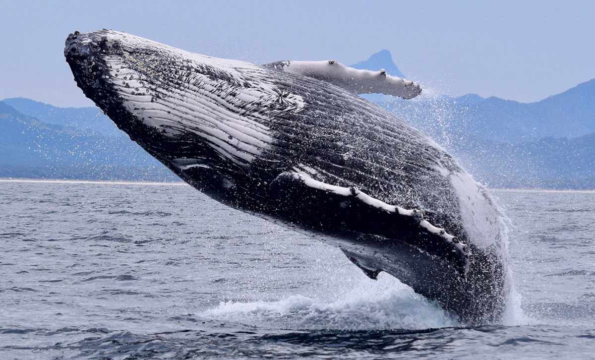 5 Things You Didn’t Know About Going on an Alaskan Coastal Adventure 3 Picture of a breaching humpback whale off the coast of Alaska.