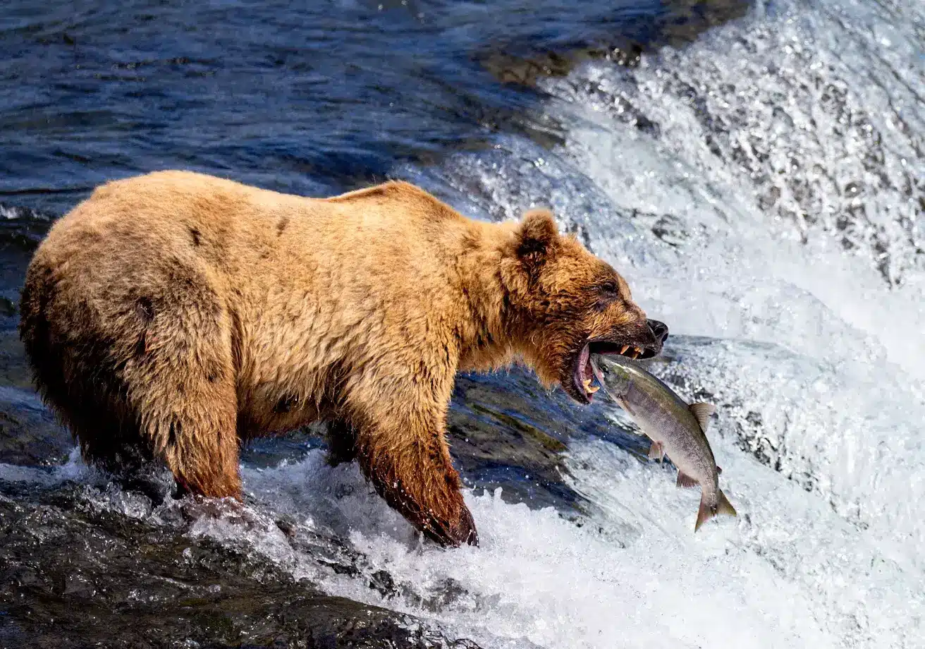 <span>Alaska:</span> Whales & Waterfalls Yacht Adventure 11 Image