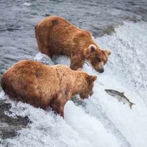 Alaska: Glaciers & Grizzlies Adventure 1 grizzly bears fishing for salmon
