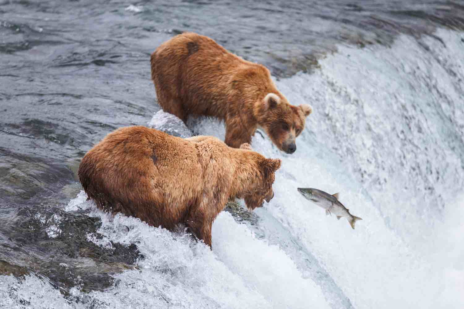 Alaska: Glaciers & Grizzlies Adventure 1 grizzly bears fishing for salmon
