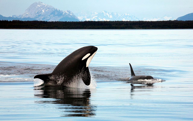 Alaska Coastal Adventures 2 Orca Alaska
