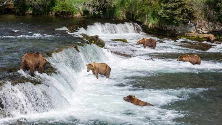 Katmai National Park Bear Tours 31 Grizzly Brown Bears in a river feeding on salmon at Brooks Falls, Katmai National Park, Alaska