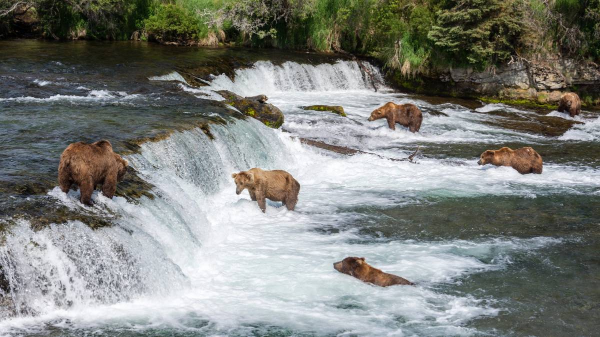 A Guide to the Fascinating Alaskan Brown Bear Life Cycle 6 Grizzly Brown Bears in a river feeding on salmon at Brooks Falls, Katmai National Park, Alaska