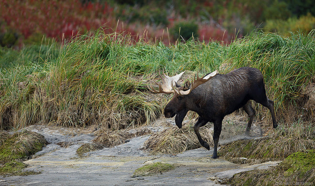 The Best of Alaska in the Summer 10 Moose in Alaska