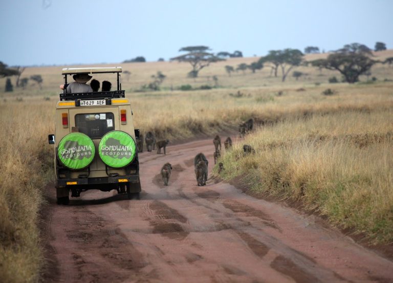 How to Plan An Affordable African Safari 21 IMG 5449
