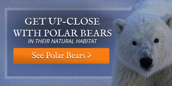 Best Place to Travel in 2020 - Our Polar Bear Adventure 2 polar bear adventure ecotour