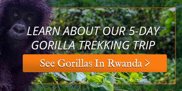 How to Make Isombe 4 gorilla trekking adventure tour