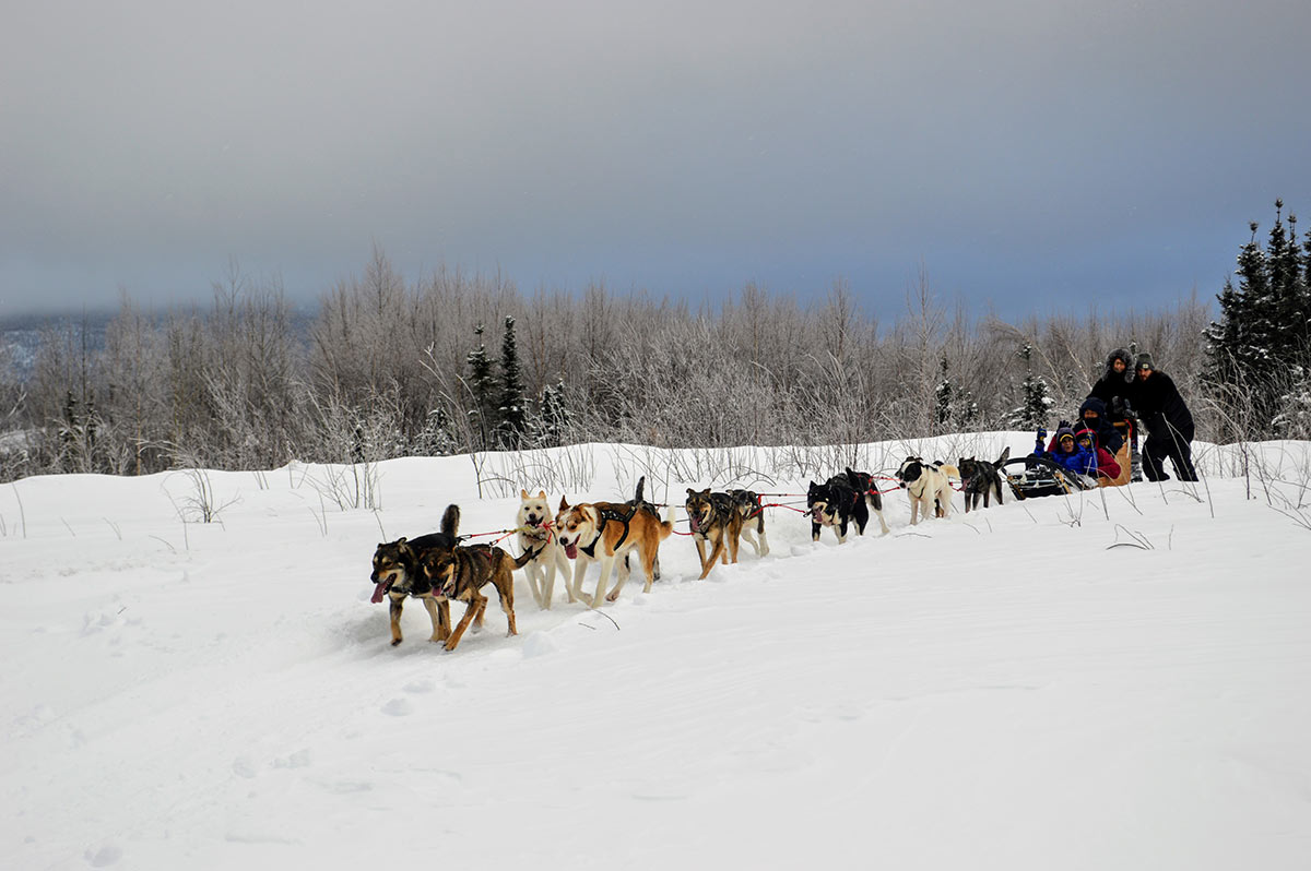 Winter Fun in Alaska: Best Activities and Tours 5 Alaskan dog sled