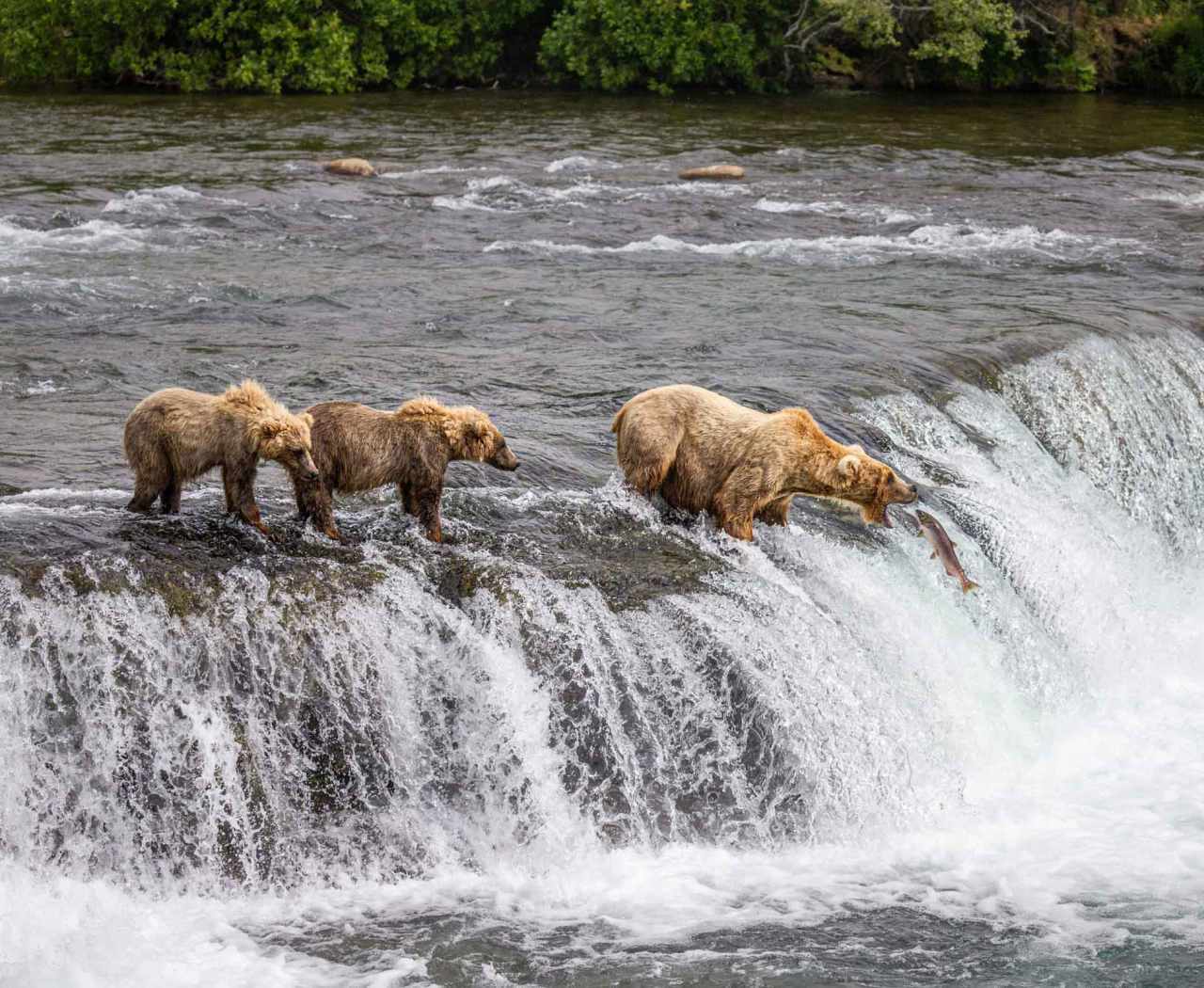 Alaska Bear Viewing Tours 3 grizzly bear catching salmon in brooks waterfall katmai alaska