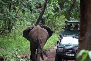 What is an Ecotour? 3 sublime serengeti great migration safari 2