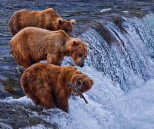 Alaska Bear Viewing Tours 4 grizzly bears