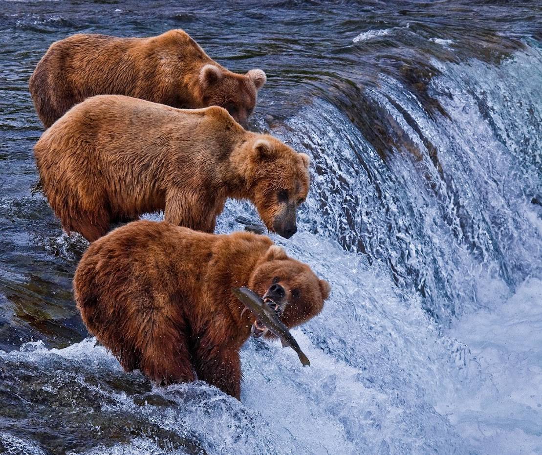 Alaska Adventure Tours 4 Bears feeding on salmon in Alaska